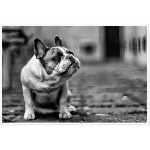 ALAYRA Canvas Prints Wall Art For Home and Office Wall Decoration Black And White Bulldog Canvas Artwork Print Painting Picture Dog Modern Abstract Unframe Wall Art for Living Room Bedroom Kitchen 12x