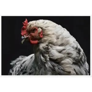 ALAYRA Canvas Prints Wall Art For Home and Office Wall Decoration Rooster Canvas Artwork Print Painting Picture White Chicken Modern Abstract Unframe Wall Art for Living Room Bedroom Kitchen 20x30inch