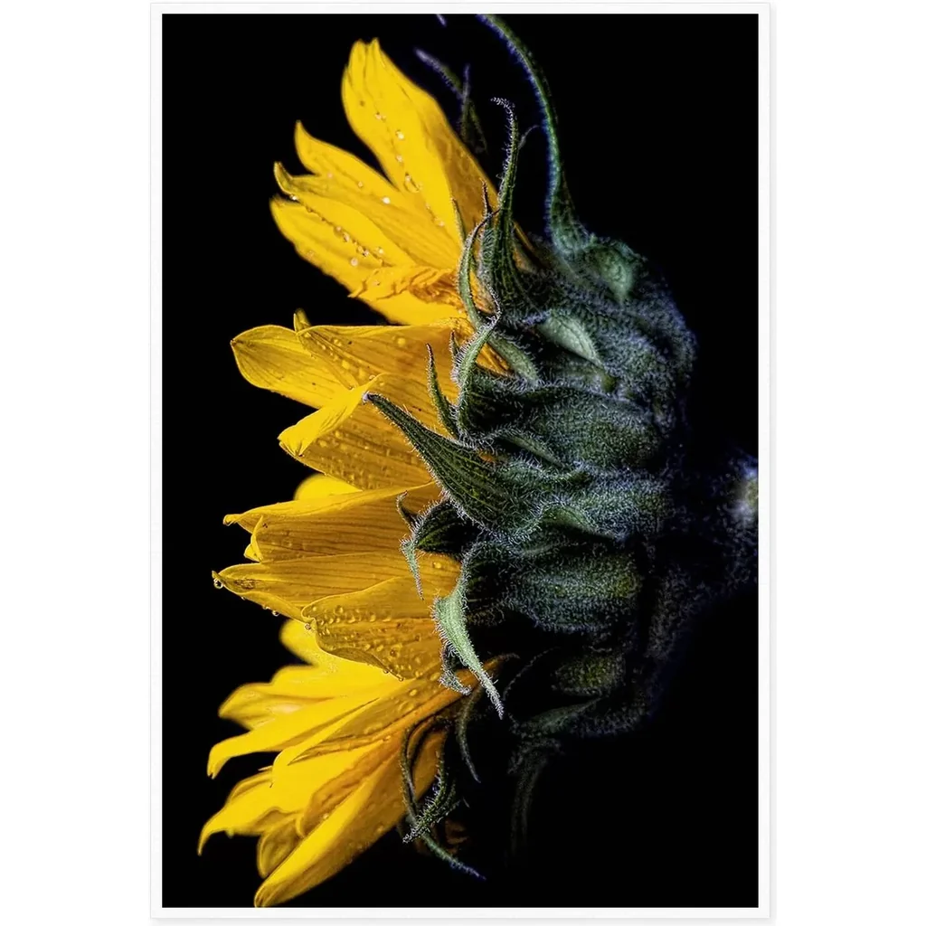 ALAYRA Canvas Prints Wall Art For Home and Office Wall Decoration Sunflower Side View Canvas Artwork Print Painting Picture Flower Modern Abstract Unframe Wall Art for Living Room Bedroom Kitchen 12x1