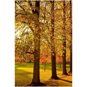 ALAYRA Canvas Wall Art Autumn Yellow Trees Canvas Print Artwork Fall Landscape Wall Art Paintings Modern Picture Print Unframed for Living Room Dinning Room Bedroom Bathroom Home Decor 20x30inch 01