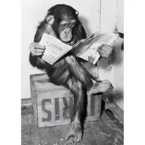 ALAYRA Funny Chimp Reading Newspaper Poster Black and White Wall Art Cute Animal Pictures HD Canvas Print Modern Home Wall Decor Living Room Poster Canvas Art Poster Unframed 12x16 Inches 01