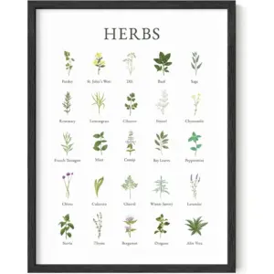 ALAYRA Herb Pictures for Kitchen Wall Art Kitchen Herbs Wall Art and Botanical Prints Herbs Art Kitchen Wall Art Herbs Poster and Kitchen Art Cottage Core Decor (12x16, UNFRAMED) 01