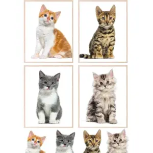 ALAYRA Kitten Posters For Wall Cute Cat Wall Art Cat Poster - Set of 4 (8x10) Kitten Poster Cat Posters For Girls Bedroom Cat Art Cat Bathroom Decor - Unframed 01