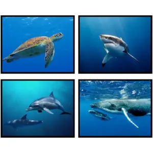 ALAYRA Ocean Wall Art Marine Animal Wall Art - Set of 4 (8x10) Shark Whale Dolphin Sea Turtle Wall Decor, Nautical Wall Art Sea Prints Wall Art, Ocean Wildlife Prints Sea Animal Wall Art - UNFRAMED 01
