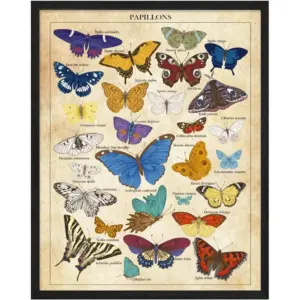ALAYRA Vintage Butterfly Poster, Butterfly Posters, Butterfly Poster Vintage - Set of 1 (11x14in) Butterfly Print, Vintage Wall Art, Vintage Butterfly Wall Art - Wall Posters For Bedroom - Unframed 01