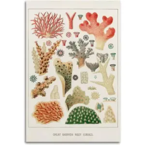 ALAYRA Vintage Corals Wall Decor Great Barrier Reef Corals Canvas Wall Posters And Art Picture Print Modern Family Bedroom Decor Posters Unframe12x18inch(30x45cm) 01