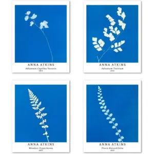 ALAYRA Wall Art Unframed Prints Giclee Art Paper Set of 4, 8x10 inch Flower Artwork Medium Size, Livingroom Decoration Botanical Blue Minimalist Plant Illustrations Anna Atkins Posters 01